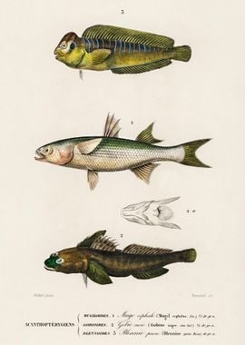 Different Types Of Fishes