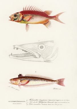 Different Types Of Fishes