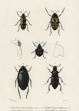 Different Types Of Beetles