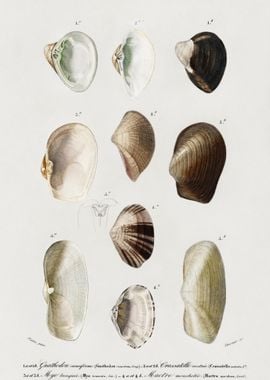 Different Types Of Mollusk