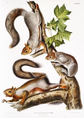 Migratory Squirrel Sciurus