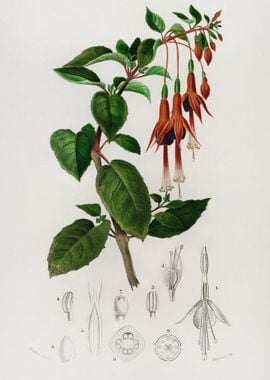 Hummingbird Fuchsia Fuchsi