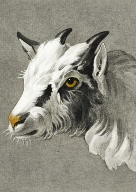 Head Of A Goat By Jean Ber