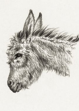 Head Of A Donkey 1818 By J