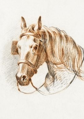 Head Of A Horse With Blink