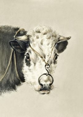 Head Of A Cow With A Ring