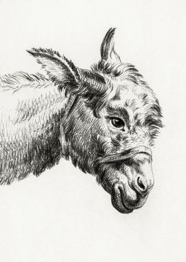 Head Of A Donkey By Jean B