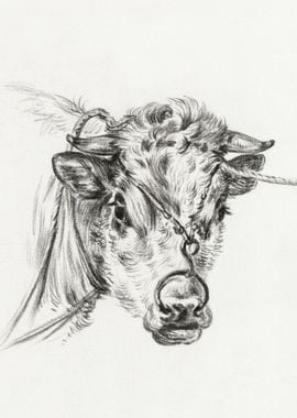 Head Of A Cow With A Ring