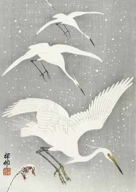 Descending Egrets In Snow 