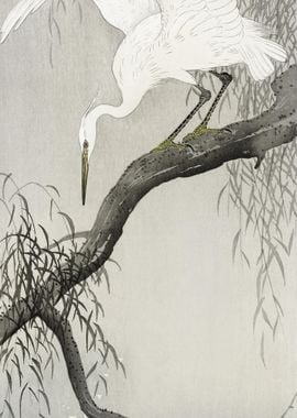 White Heron On Tree Branch