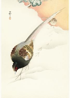 Pheasant Couple In The Sno