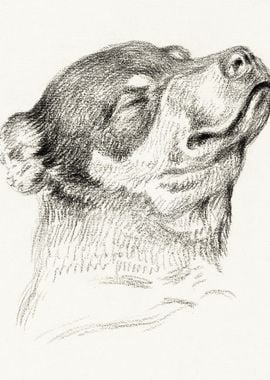 Head Of A Sleeping Dog 181