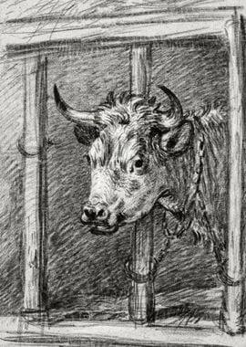 Head Of A Cow By Jean Bern