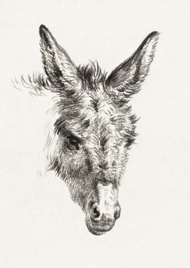 Head Of A Donkey 1818 By J