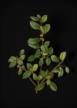 Vintage Italian Buckthorn