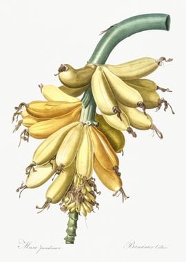 Banana Illustration From L