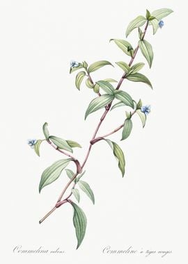 Birdbill Dayflower Illustr