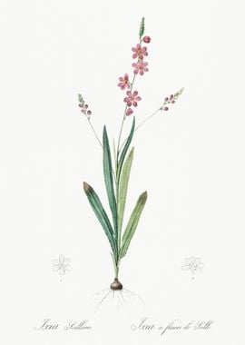 Ixia Scillaris Illustratio