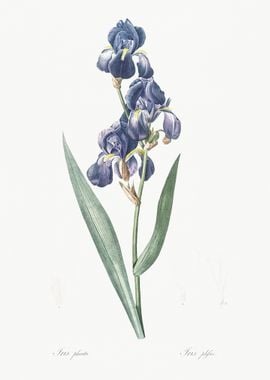 Dalmatian Iris Illustratio