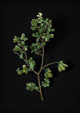 Vintage European Buckthorn