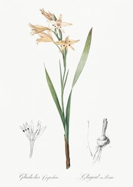 Gladiolus Cuspidatus Illus