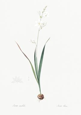 Corn Lily Illustration Fro