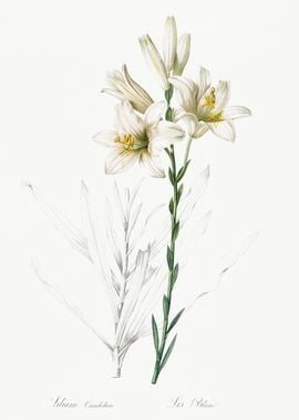 Madonna Lily Illustration