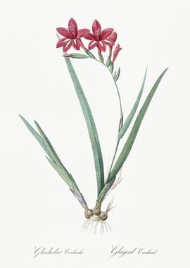 Gladiolus Cardinalis Illus