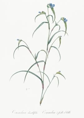 Birdbill Dayflower Illustr