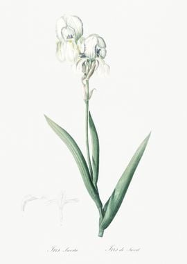 Tall Bearded Iris Illustra