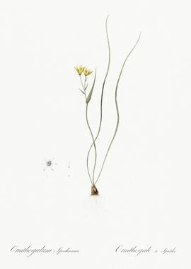 Ornithogalum Spathaceum Il