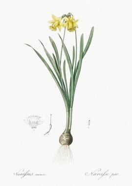 Lesser Wild Daffodil Illus