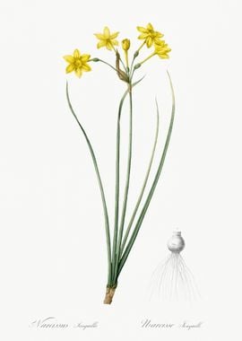 Rush Daffodil Illustration