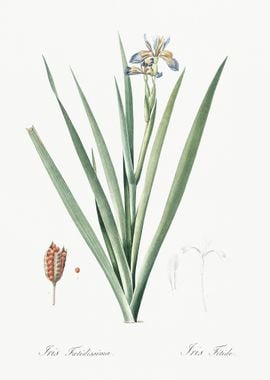 Stinking Iris Illustration