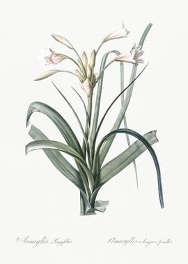 Malgas Lily Illustration F