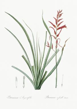 Pitcairnia Angustifolia Il