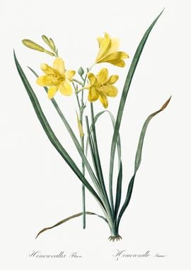 Daylily Illustration From