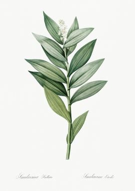 Smilacina Stellata Illustr