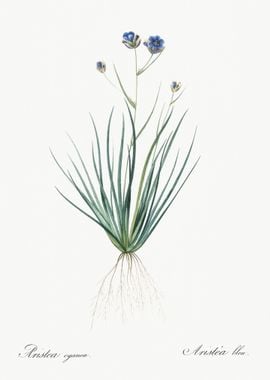 Blue CornLily Illustration