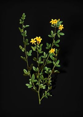 Yellow Jasmine Flowers