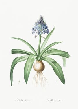 Portuguese Squill Illustra