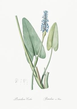 Pickerelweed Illustration