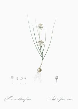 Allium Obtusiflorum Illust