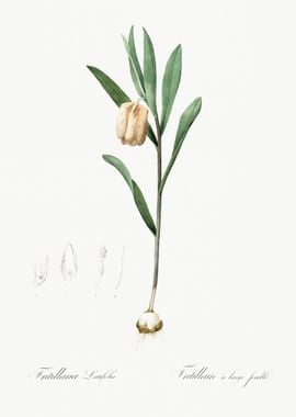 Fritillaria Latifolia Illu