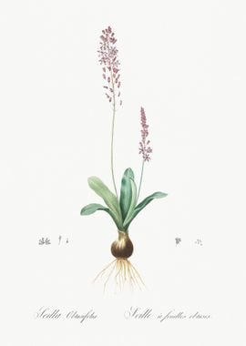 Scilla Obtusifolia Illustr