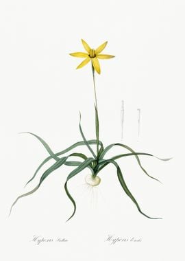 Hypoxis Stellata Illustrat