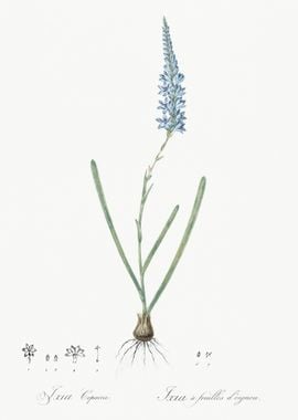 Ixia Cepacea Illustration