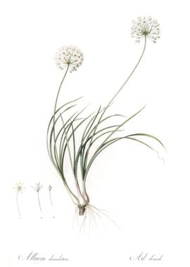 Allium Denudatum Illustrat