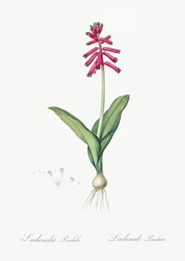 Lachenalia Pendula Illustr