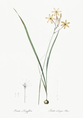 Ixia Longiflora Illustrati